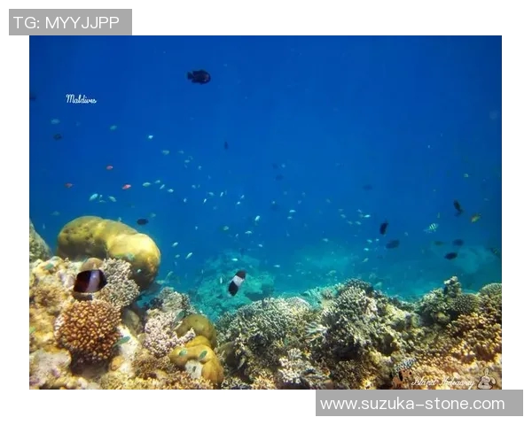 科洛克的奇幻冒险之旅探索未知世界的秘密与挑战